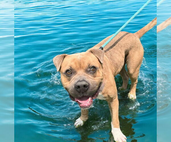 Medium Photo #4 American Pit Bull Terrier Puppy For Sale in Glen Allen, VA, USA