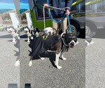 Small American Pit Bull Terrier-American Staffordshire Terrier Mix