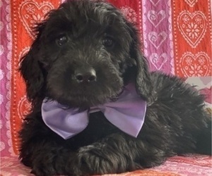 Goldendoodle Puppy for sale in LANCASTER, PA, USA