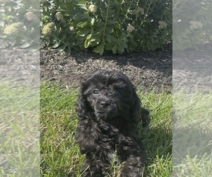 Cavapoo (Miniature) Puppy for sale in GILBERTSVILLE, PA, USA