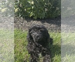 Small Cavapoo (Miniature)