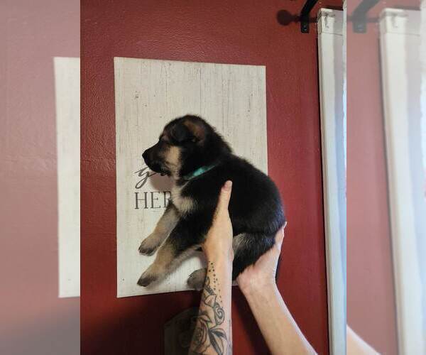 Medium Photo #7 German Shepherd Dog Puppy For Sale in PORTAGE, IN, USA