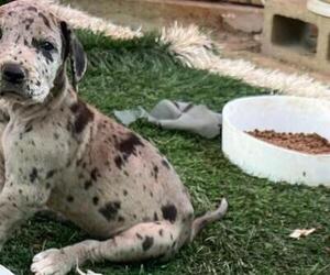 Great Dane Dog for Adoption in BELL GARDENS, California USA