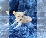 Small #18 Chihuahua