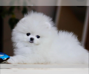 Pomeranian Puppy for Sale in GRAND RAPIDS, Michigan USA