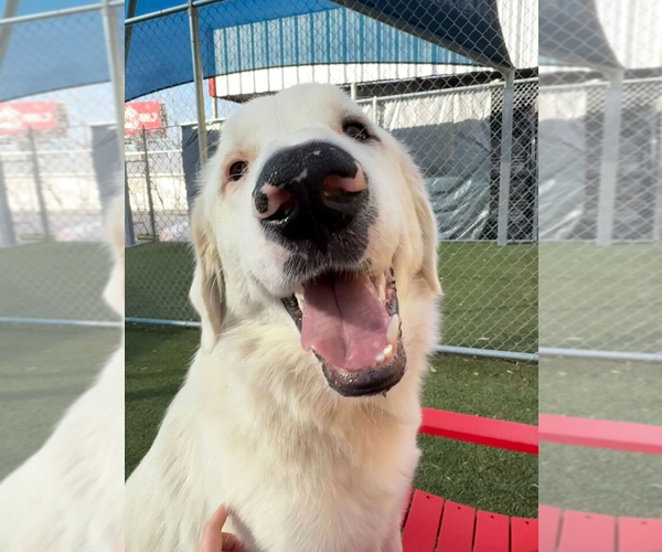 Medium Photo #7 Great Pyrenees Puppy For Sale in Croydon, NH, USA