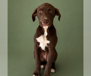 Labrador Retriever-Unknown Mix Dogs for adoption in Sterling, MA, USA