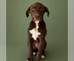 Small Labrador Retriever Mix
