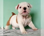 Small Photo #1 Bulldog Puppy For Sale in LITTLEROCK, CA, USA