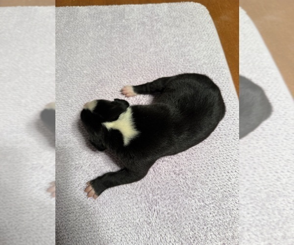 Medium Photo #11 Great Dane Puppy For Sale in RANSOMVILLE, NY, USA