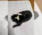 Small #10 Great Dane