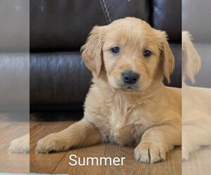Medium Golden Retriever