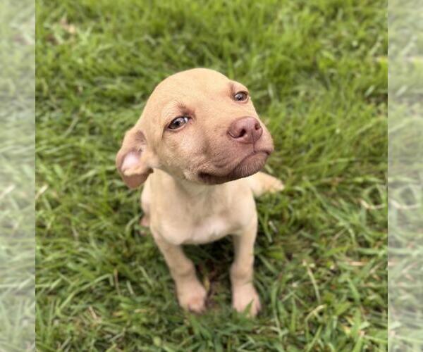 Medium Photo #2 Mutt Puppy For Sale in Yardley, PA, USA