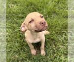 Small #1 Mutt