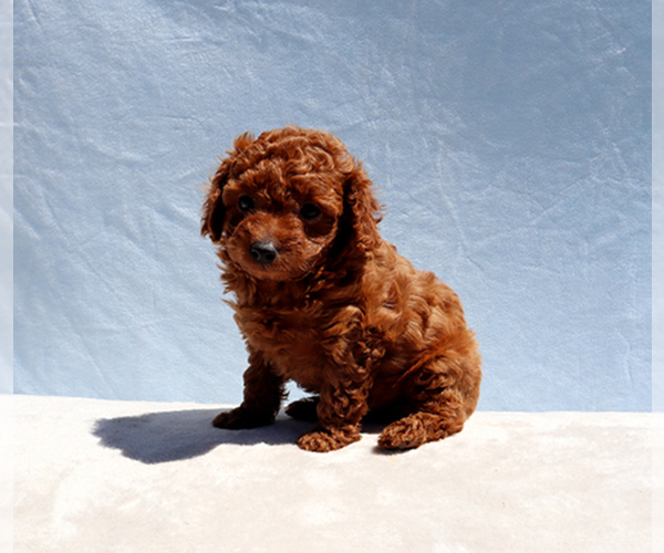 Medium Photo #10 Poodle (Toy) Puppy For Sale in LOS ANGELES, CA, USA