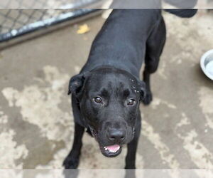 Labrador Retriever-Unknown Mix Dogs for adoption in Tulsa, OK, USA