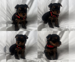 Yorkshire Terrier Puppy for sale in EXETER, CA, USA