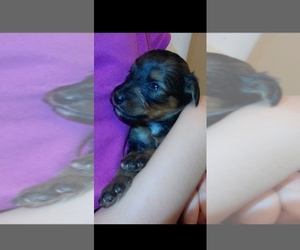 Collie-Poodle (Miniature) Mix Puppy for sale in PERU, IN, USA