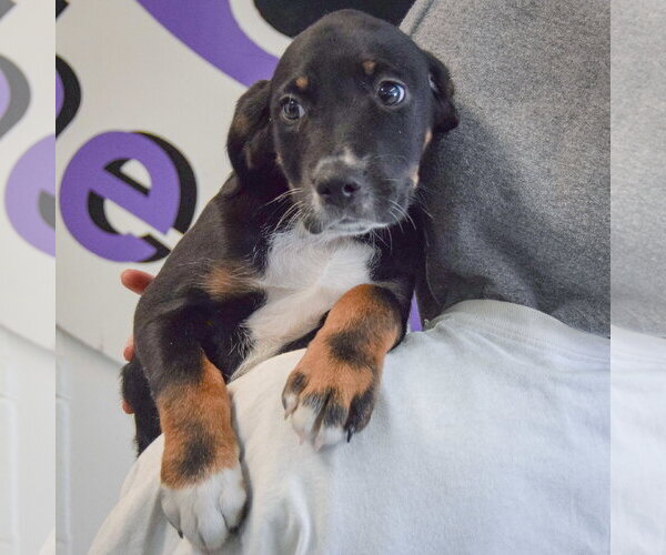 Medium Photo #5 Beagle-Unknown Mix Puppy For Sale in Huntley, IL, USA