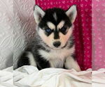 Small Photo #25 Siberian Husky Puppy For Sale in MOUNT AYR, IA, USA