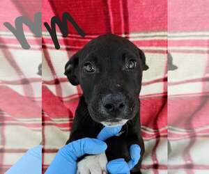 Labrador Retriever-Unknown Mix Dogs for adoption in SHERBURNE, NY, USA