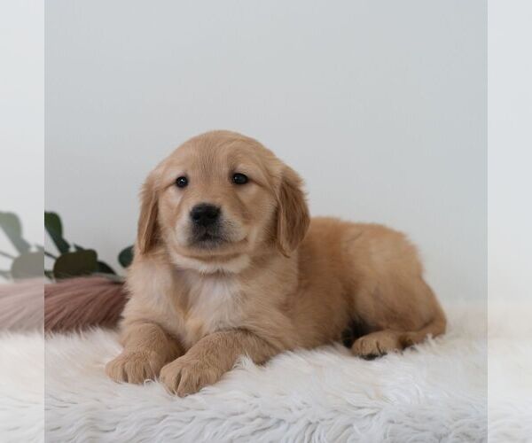 Medium Photo #4 Golden Retriever Puppy For Sale in NEWPORT, PA, USA