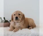 Small #3 Golden Retriever