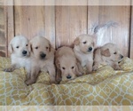Small Photo #1 Golden Retriever Puppy For Sale in CANON CITY, CO, USA