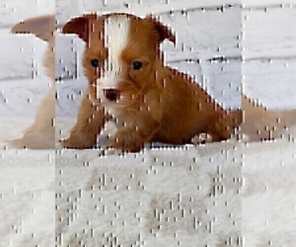 Medium Photo #10 Morkie Puppy For Sale in WEST PALM BEACH, FL, USA