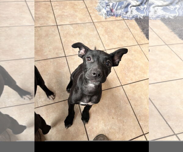 Medium Photo #1 American Staffordshire Terrier-Catahoula Leopard Dog Mix Puppy For Sale in Tracy City, TN, USA