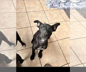 American Staffordshire Terrier-Catahoula Leopard Dog Mix Dogs for adoption in Tracy City, TN, USA