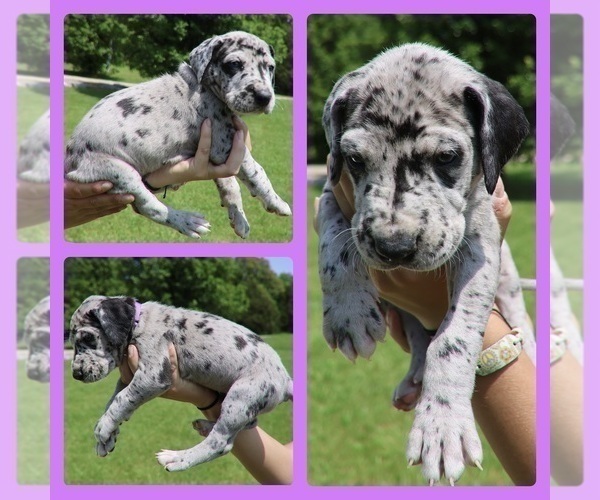 Medium Photo #1 Great Dane Puppy For Sale in CECILIA, KY, USA