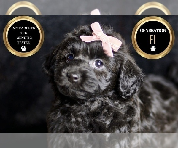 Medium Photo #7 YorkiePoo Puppy For Sale in WARSAW, IN, USA