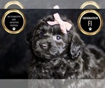 Small #6 YorkiePoo