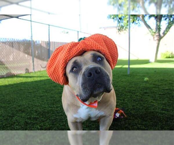 Medium Photo #2 Mutt Puppy For Sale in Chula Vista, CA, USA