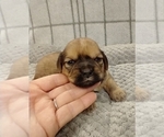 Small Photo #26 Puggle-Shih Tzu Mix Puppy For Sale in NEW YORK MILLS, MN, USA