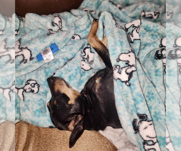 Medium Photo #3 Miniature Pinscher Puppy For Sale in Spring Lake, NC, USA