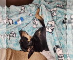 Small #2 Miniature Pinscher