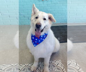German Shepherd Dog-Great Pyrenees Mix Dogs for adoption in Spring Lake, NJ, USA