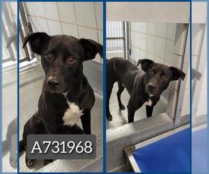 Labrador Retriever-Unknown Mix Dogs for adoption in San Antonio, TX, USA