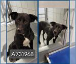 Small Labrador Retriever Mix