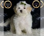 Small Photo #93 Maltipoo (Miniature) Puppy For Sale in WARSAW, IN, USA