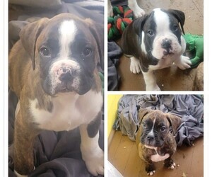 Boxer Puppy for sale in EFFINGHAM, IL, USA