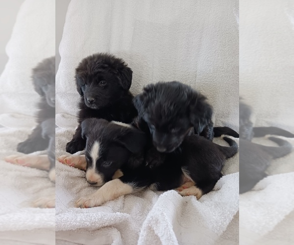 Full screen Photo #2 Newfoundland-Shepadoodle Mix Puppy For Sale in SHEBOYGAN FALLS, WI, USA