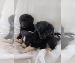 Small Photo #2 Newfoundland-Shepadoodle Mix Puppy For Sale in SHEBOYGAN FALLS, WI, USA