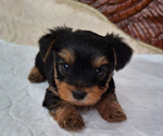 Puppy Ali Yorkshire Terrier