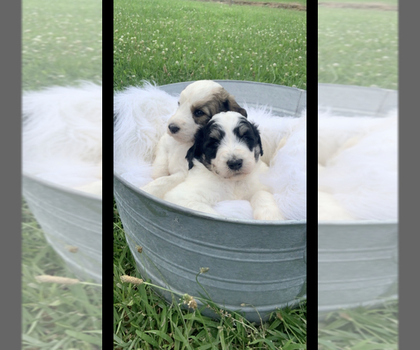 Medium Photo #7 Poodle (Standard)-Pyredoodle Mix Puppy For Sale in TRENTON, GA, USA