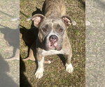 Small #5 Bulldog Mix