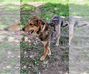 Lefty - Male Mutt Dog for Adoption - Photo #4