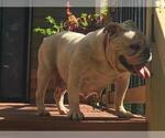Small Photo #1 English Bulldog Puppy For Sale in WOODSTOCK, GA, USA